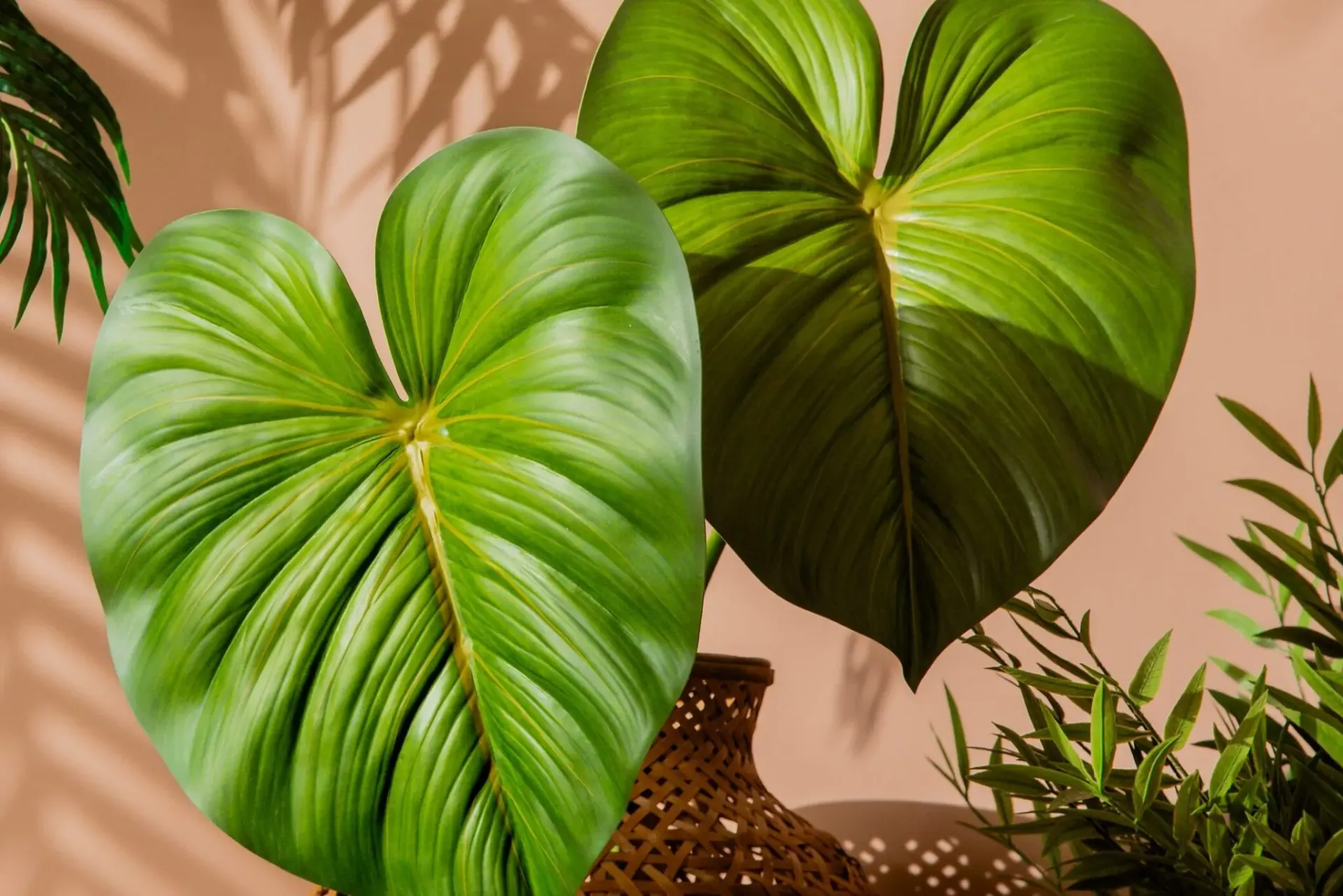 Lookbook Tramado: Plantas permanentes
